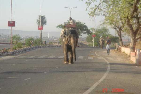 elephants on the street - Jaipur