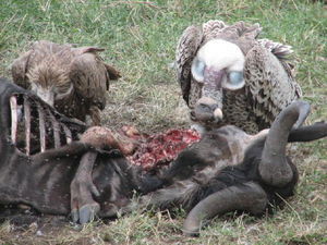 Vultures on kill