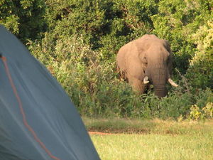 Simba Camp with elephants