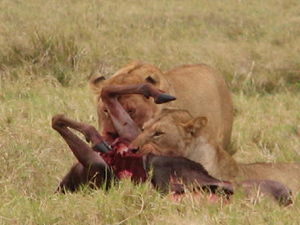 Lions on a kill at Ngorongoro Crater