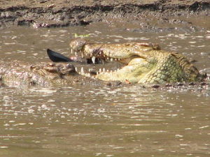 Serengeti Croc Kill