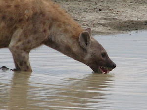 Hyena at the Crater