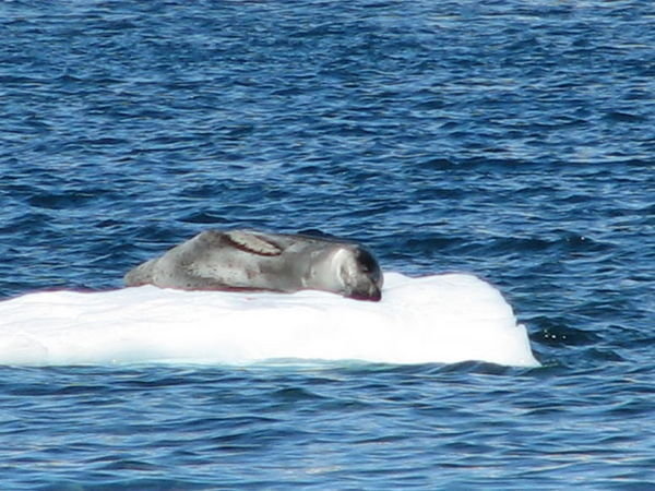 Haitcho leopard seal