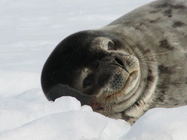 Antarctic Neko weddell seal
