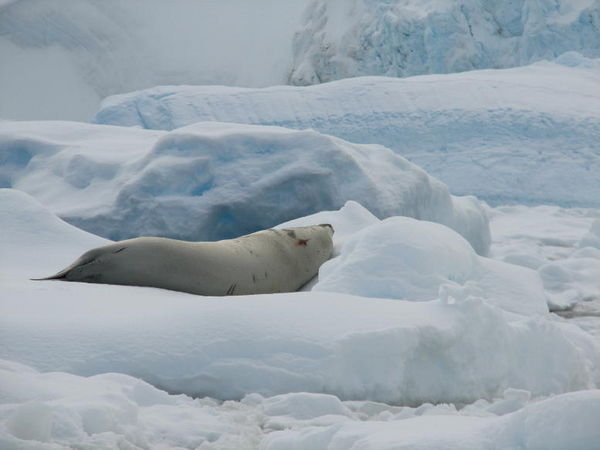 Antarctic Pleneus Island Zodiac weddell seal