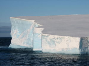 Drake Iceberg chinstrap penguins