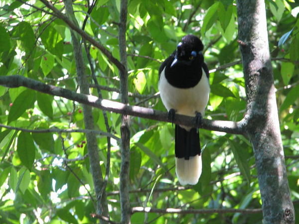 Iguazu Falls Arg side bird