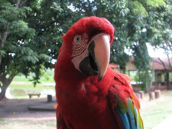 Pantanal macaw