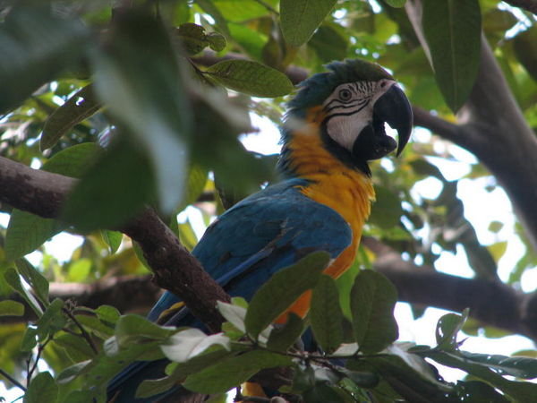 Pantanal macaw