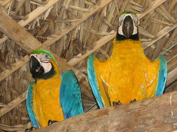 Pantanal Santa Ines Macaw