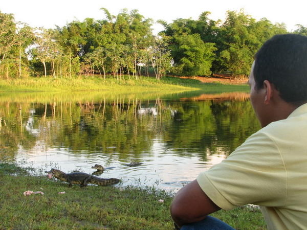 Pantanal Santa Ines Marzio caiman feeding