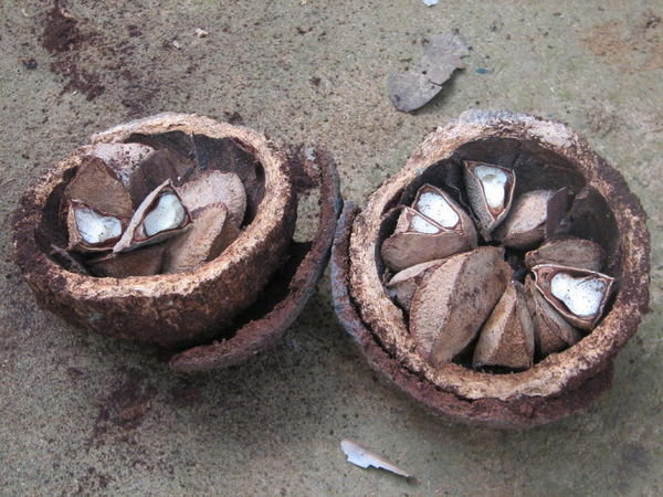 Amazon Brazil nuts