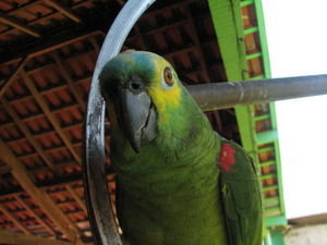  Pantanal river cruise blue front parrot
