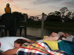 Pantanal Santa Ines Macaw wake up