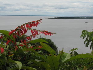 Amazon river view