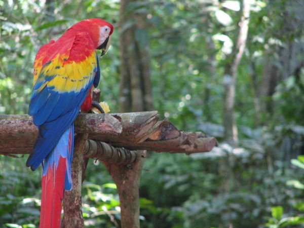 Copan Ruins scarlet macaw