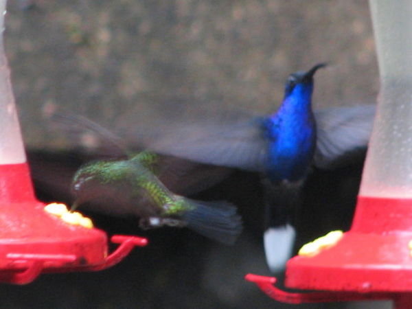 Monteverde Hummingbird garden