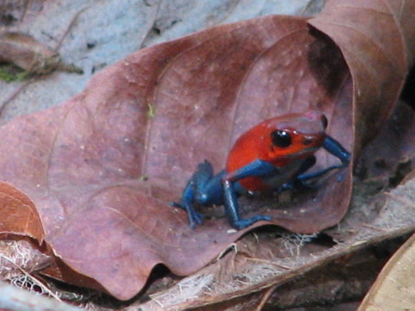 Poison Dart Frogs at La Fortuna