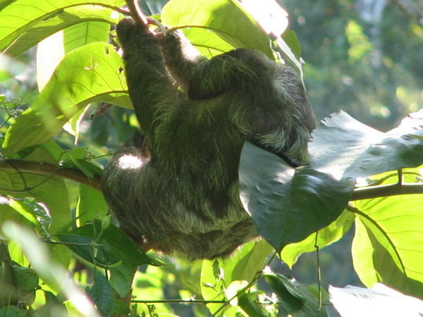3 toed sloth