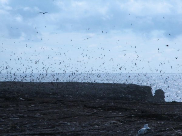 Galapagos Storm Petrels