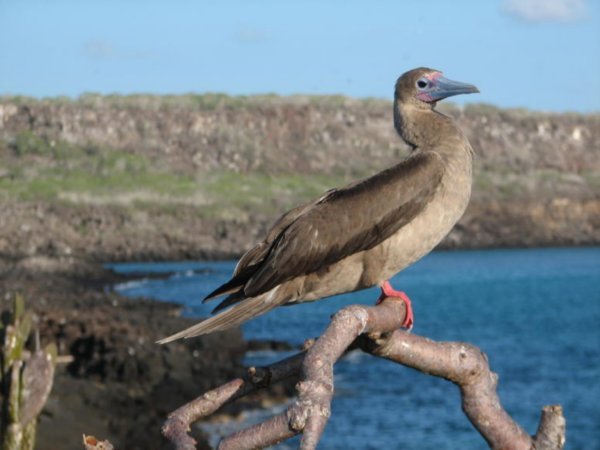 Galapagos Red Footed Boobie