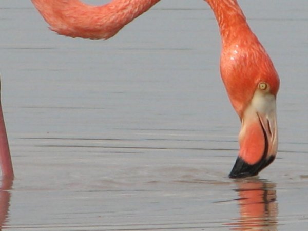 Galapagos Pink Flamingo