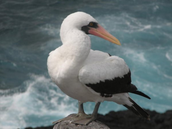 Galapagos Masked Boobie