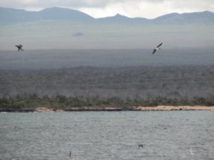 Galapagos frigates and boobies diving