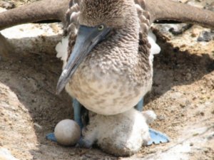 Galapagos Blue Footed Boobie nest