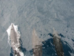 Galapagos our dolphin escort