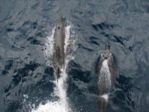 Galapagos dolphin escort