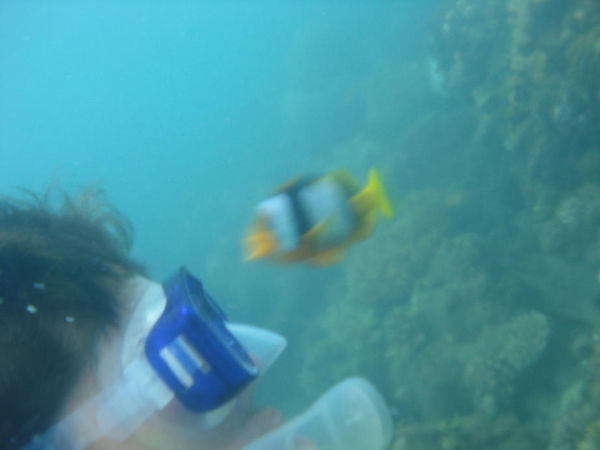 Nemo kissing me
