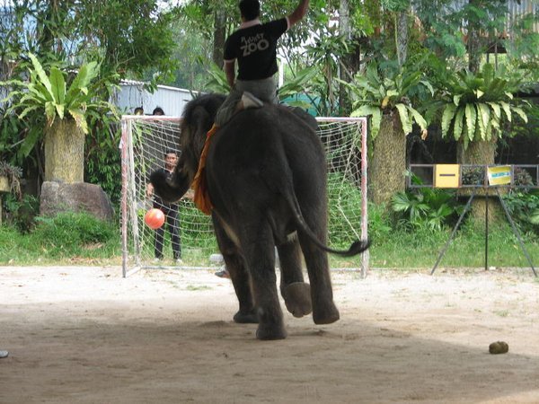 Elephant soccer
