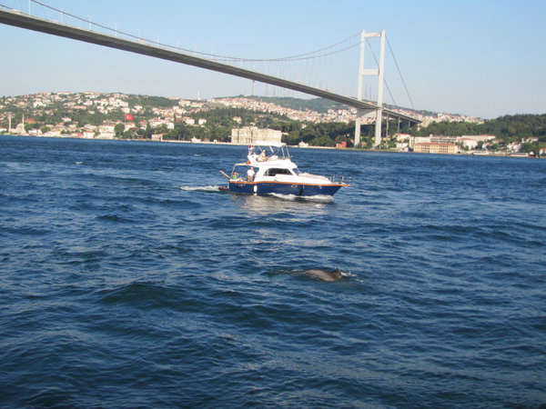 Istanbul cruise Bosphorous bridge and dolphins