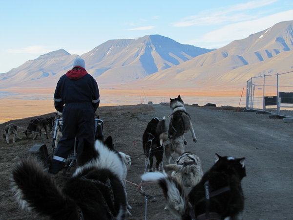 Spitsbergen dog sled tour - keen dogs.