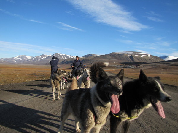 Spitsbergen dog sled tour me driving