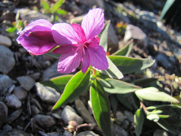 Blomsterdalem Greenland National Flower
