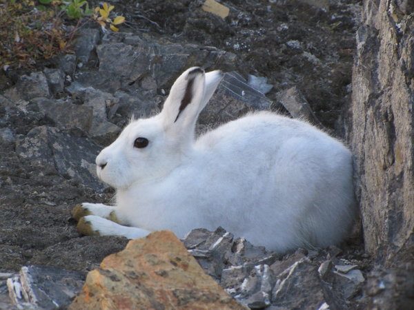Segelsallskapet - arctic hare.