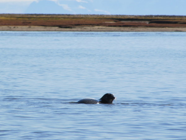 Seal at flat island.....