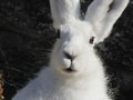 Segelsallskapet - arctic hare.