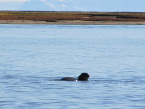 Seal at flat island.....