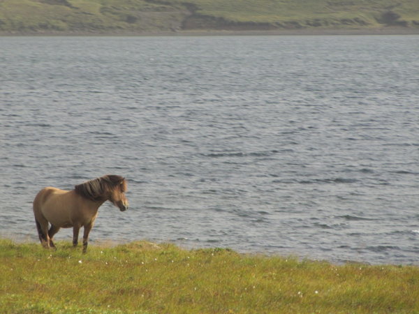 Iceland Pony