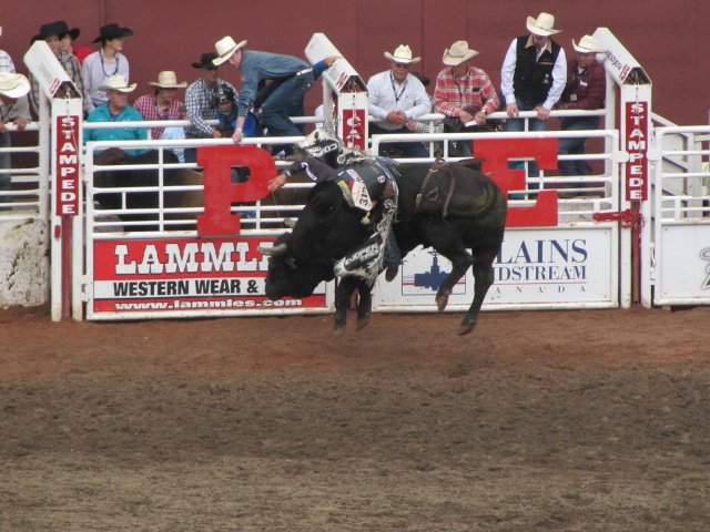 Calgary Stampede bull falling