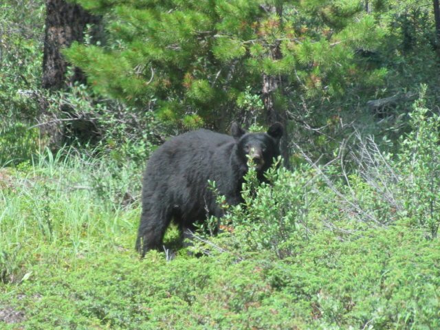 Black bear - he looked right at me