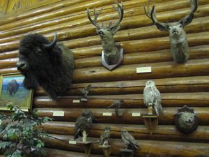 Banff Indian museum