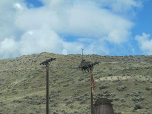 Osprey nesting on fake pole