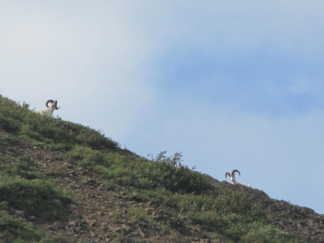 Denali NP Dall's Sheep