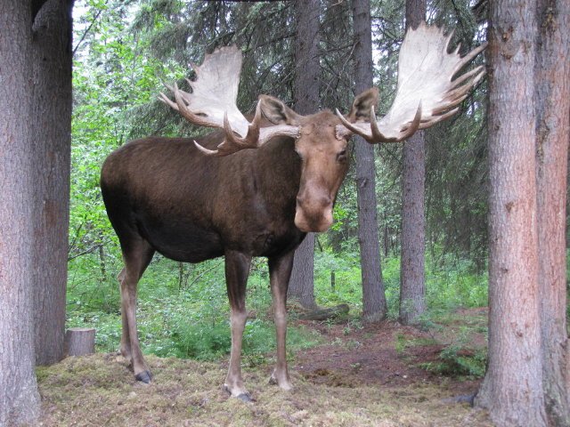 Chena River Cruise Only antlered moose we saw