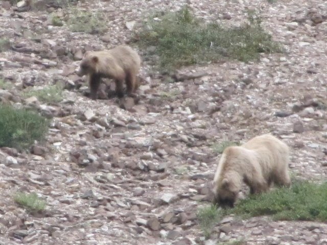 Denali NP Mama and baby bear