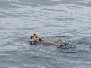 Kenai Fjord sea otters